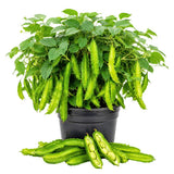Winged Bean Live Plant, Bean Bush Starter Plants, 4-6 Inch Tall, 4 Inch Pot