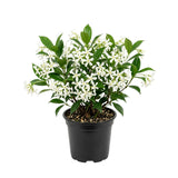 White Star Jasmine Live Plant, Well-Rooted Flower Plant, 4-6 Inch Tall