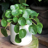 Pilea Money Live Plant, Well-Rooted Houseplant, 3 Inch Pot
