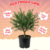 Red Finger Lime Tree, Finger Lime Fruit Tree, 1 Gallon Pot