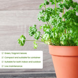 Parsley Live Plant, Garden Herb Plant, 4-7 Inch Tall, 4 Inch Pot