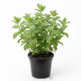 Apple Mint Live Plant, 3–5 Inch Tall