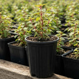 White Fuchsia Live Plant, 4-8 Inch Tall in 5 Inch Pot, Fushsia Flower Plant