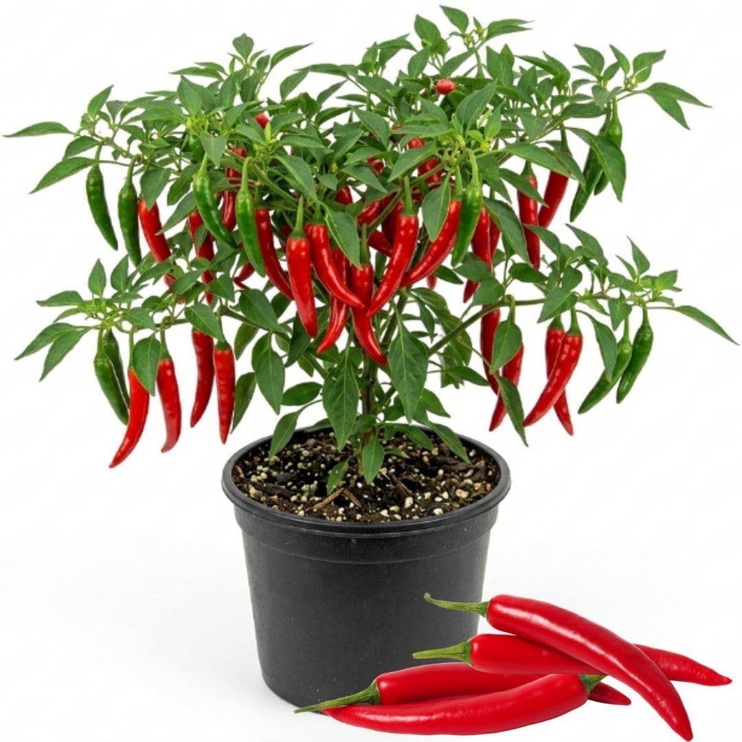 Red Pepper Plant Live, 4 Inch Pot