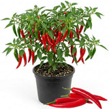 Red Pepper Plant Live, 4 Inch Pot