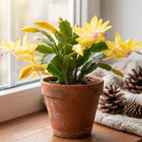 Yellow True Christmas Cactus Live Plant, Holiday Cactus, 4-6 Inch Tall