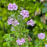 Citronella Geranium Live Herb Plant, 5-9 Inch Tall, 4 Inc Pot