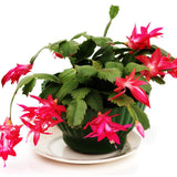 Red Christmas Holiday Cactus Live Plant, Tropical Houseplant