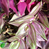 Pink Wandering Jew Plant Live, Desk Shelf Plant, 3-5 Inch Tall, 3 Inch Pot