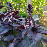 Dark Purple Basil 3-5" Tall, Basil Herb Plant in Pot