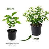 White Jasmine Plant Live, Fragrant Bloom Plant, 5-7 Inch Tall, 3.5 Inch Pot