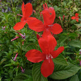 6 Red Mexican Petunia Live Plants, Live Starter Plant, 4-6 Inch Tall