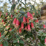 Red Fuchsia Flower Plant Live, Fuchsia Plant, 4-8 Inch Tall, 5 Inch Pot