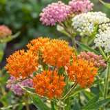 3 Mixed Milkweed Live Plants, 3-6" Tall Plant