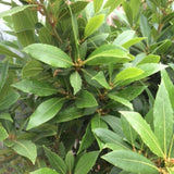 Set 2 Laurus Nobilis Bay Leaf Live Plant 4"