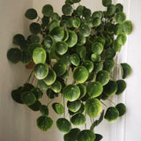 Live Money Plant, Pilea Peperomioides Plant Live 2 Inch Pot