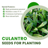 1000 Culantro Seeds, Raised Bed Garden Seeds