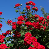Miniature Rose Plant Live, 3-5 Inch Tall, 3 Inch Pot