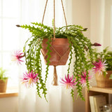 Pink Fishbone Cactus Plant Live, Houseplant, 5-7 Inch Tall, 2 Inch Pot