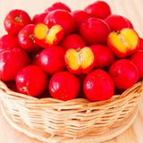 2 Live Barbados Cherry Tree Plant, Red Cherry Tropical, 4-7 Inch Tall