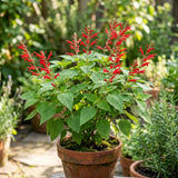 Pineapple Salvia Sage Live Plant, Home Garden Flower, 4-7 Inch Tall