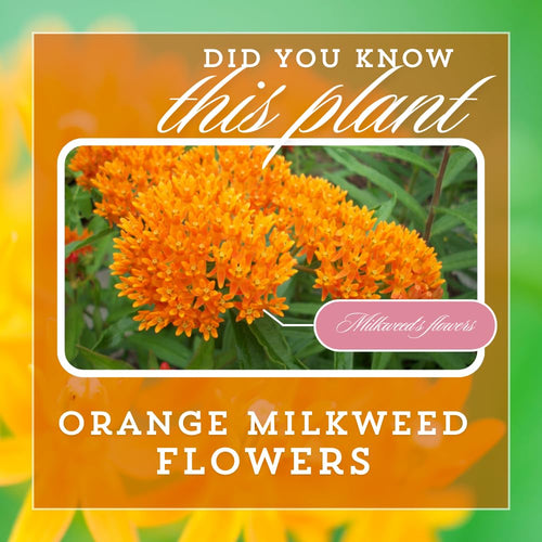 2 Orange Milkweed Live Plants, Asclepias Tuberosa, 4-6 Inch Tall
