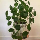 Pilea Peperomioides Houseplant Live, 4" Pot