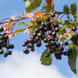Chokecherry Plant Live, Fruit Tree, 5-8 Inch Tall, 5 Inch Pot