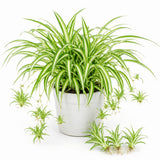 Variegated Live Spider Plant, Trailing Indoor Houseplant, 4-6 Inch Tall