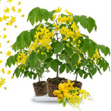 3 Yellow Cassia Live Plants, Patio Garden Tree, 4-7 Inch Tall