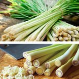 Lemongrass Plant Live, Outdoor Garden Herb Plant, 4-7 Inch Tall, 4 Inch Pot