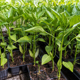 Red Pepper Live Plant, Hot Chili Pepper Plant, 4-7 Inch Tall