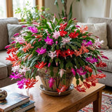 Random Color Christmas Cactus Live Plant, 3 Inch Pot, 2 Plants Per Pot