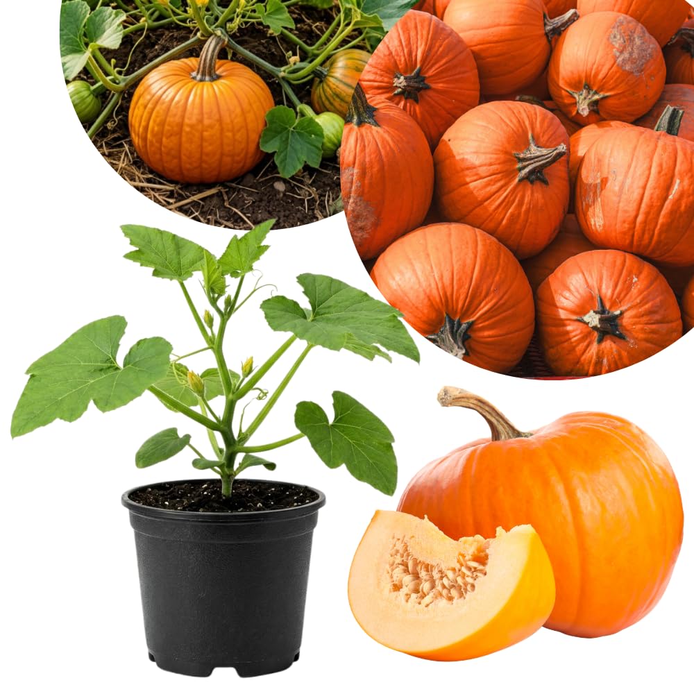 Orange Pumpkin Live Plant, 4-6 Inch Tall, 4 Inch Pot