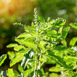 Sweet Basil Live Herb Plant 3-5 Inch Tall, 4 Inch Pot