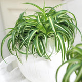 Curly Spider Plant, 4 Inch Pot Live Spider Plants