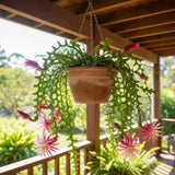 Pink Fishbone Cactus Plant Live, Houseplant, 5-7 Inch Tall, 2 Inch Pot