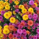 3 Mixed Mum Plants, 3-6 Inch Mum Live Plants