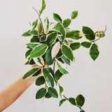Live Hoya Tricolor House Plant 2" Pot