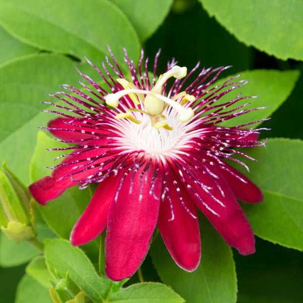 Burgundy Passion Flower Plant Live, Passiflora Garden Vine, 4-7 Inch Tall