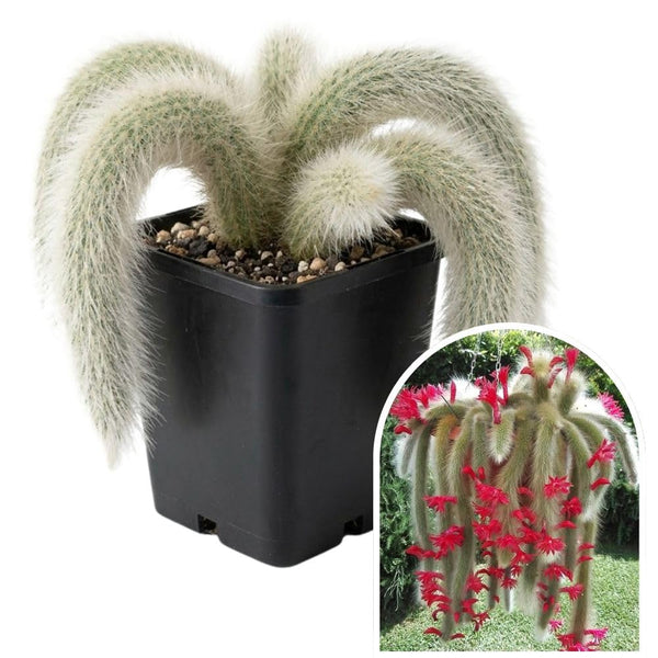 Rare Monkey Tail Cactus Live Plant in 2 Inch Pot