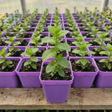 2 Mojito Mint Live Plants, Mint Herb Plant, 3-7 Inch Tall