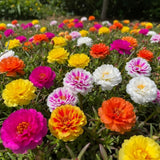 4 Mixed Portulaca Live Plants, Patio Container Plant, 3-5 Inch Tall