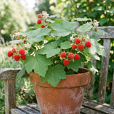 Red Live Thimbleberry Plant, Berry Fruit Plant, 3-5 Inch Tall, 5 Inch Pot
