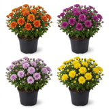 2 Mix Chrysanthemum Live Plants - 3-6 Inch Tall