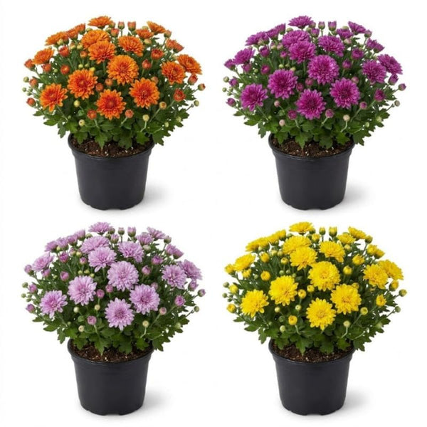 2 Mix Chrysanthemum Live Plants - 3-6 Inch Tall