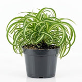 Curly Spider Plant, 4 Inch Pot Live Spider Plants
