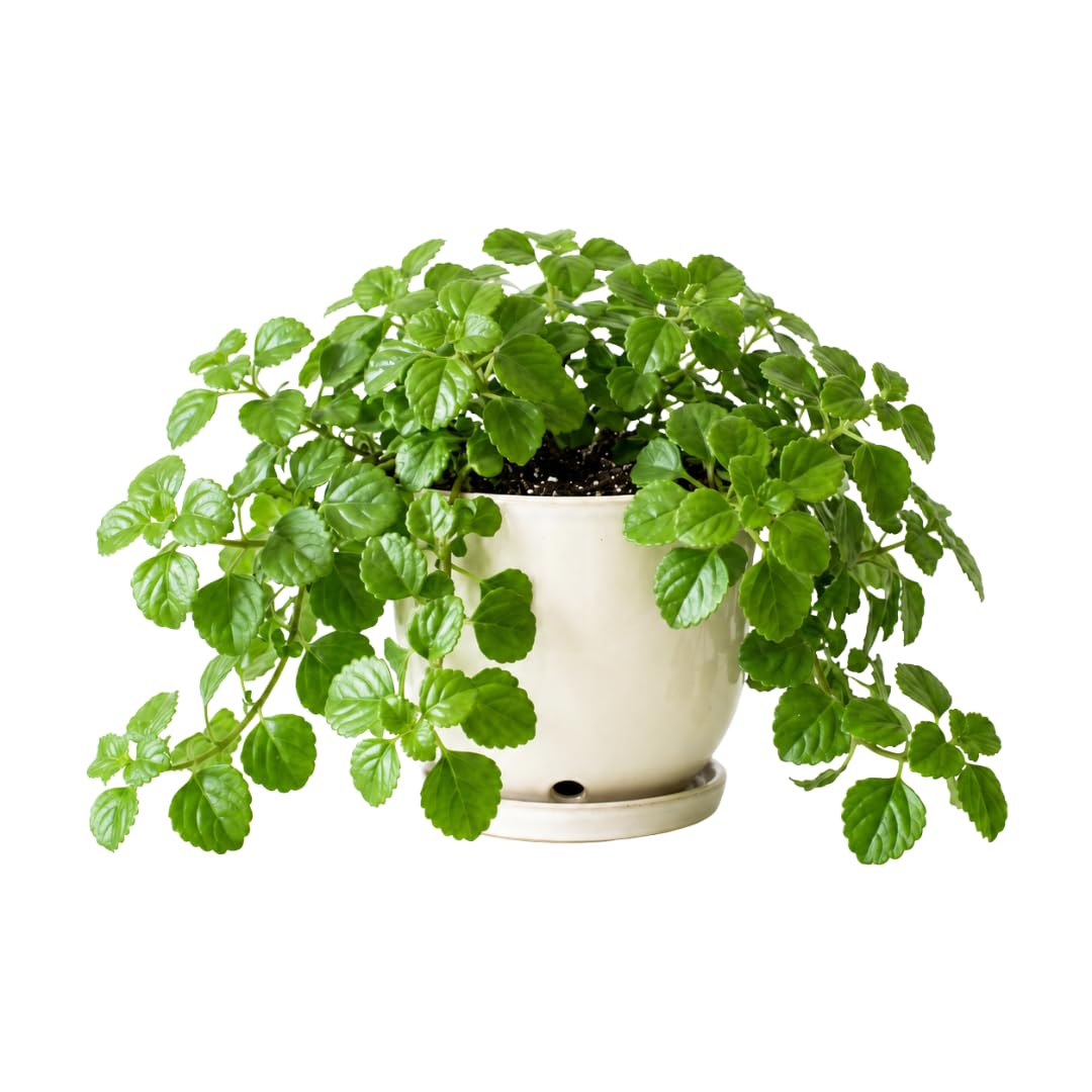 Green Live Swedish Ivy Plant, 3-5 Inch Tall, 2 Inch Pot