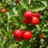Barbados Cherry Tree Live Plant, Barbados Cherry Tree, 4-7 Inch Tall