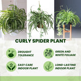 Curly Spider Live Plant, Indoor Decor Plant, 3-5 Inch Tall, 2 Inch Pot